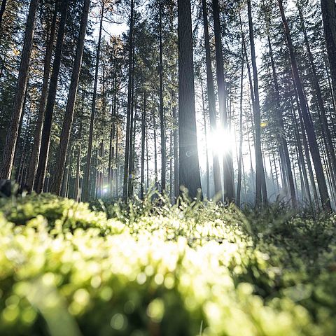 Der Wald schützt Tirol und erfüllt wichtige Funktionen - vom Schutz bis hin zur Wasserbevorratung. 