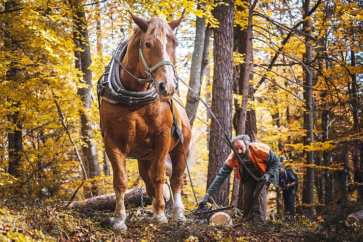 Haflinger zieht Baumstamm