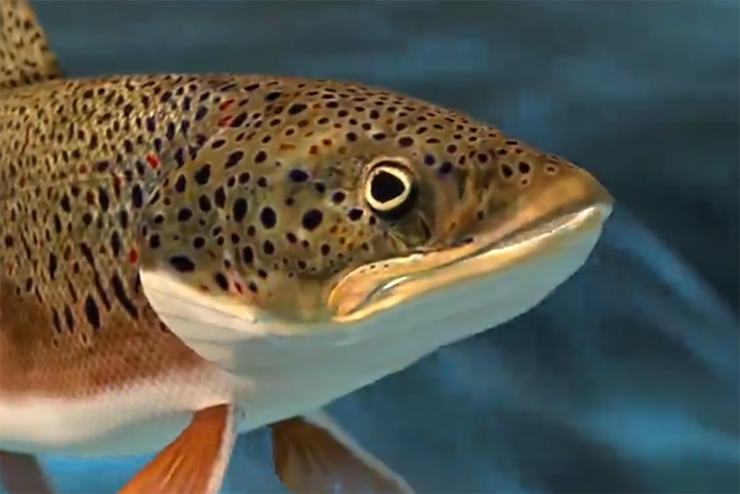 Ein Fisch im Wasser.