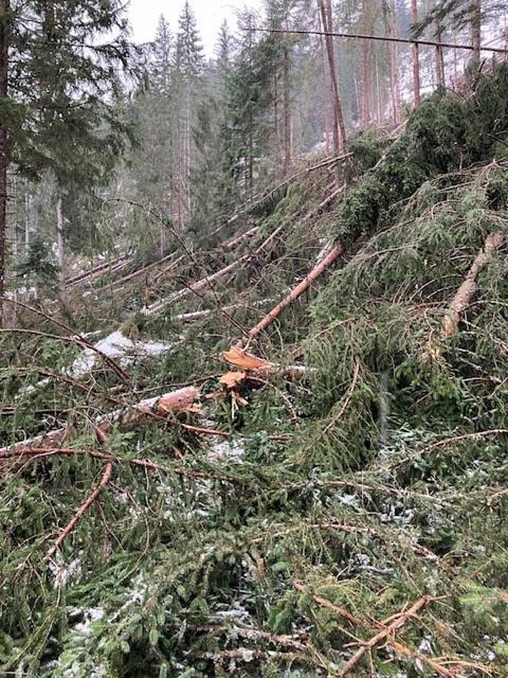 Foto der L 267 Gramaiser Straße mit vom Sturm umgeworfenen Bäumen auf der Straße