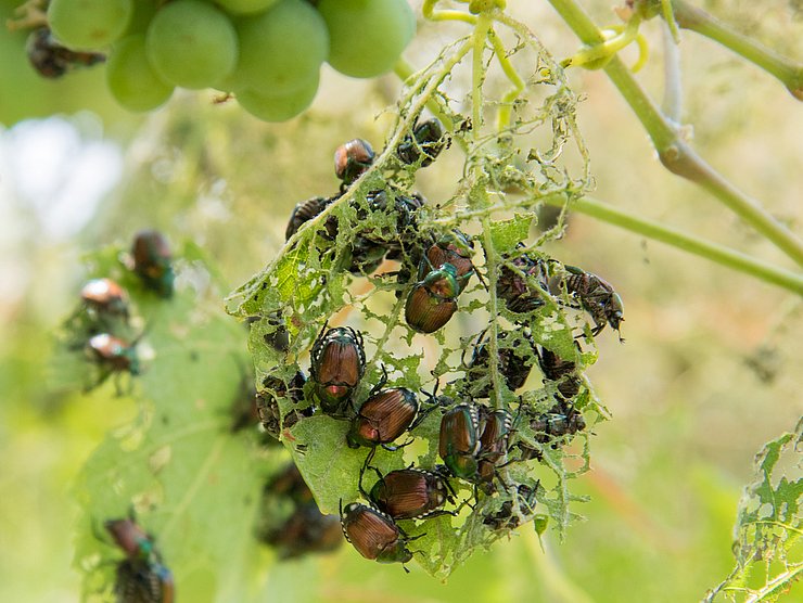 Käfer auf Blatt fressend