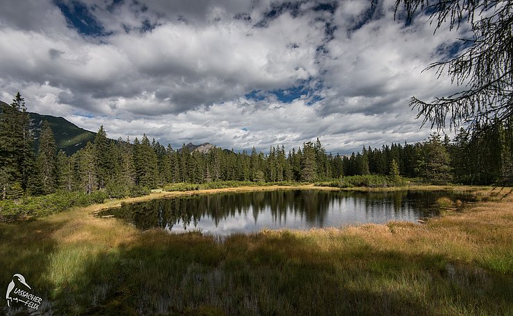 Moor Sinesbrunn