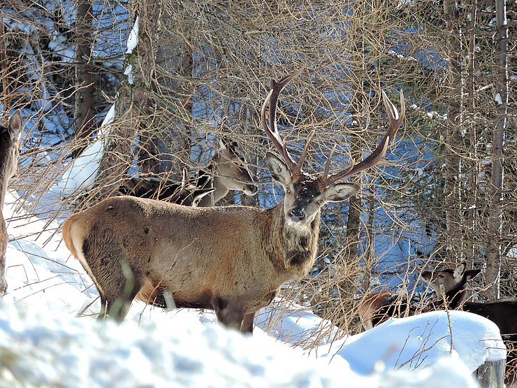 © Benedikt Kolp ein stattlicher Hirsch im Winterwald