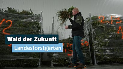 Wald der Zukunft: Wie Tirols neue Bäume wachsen