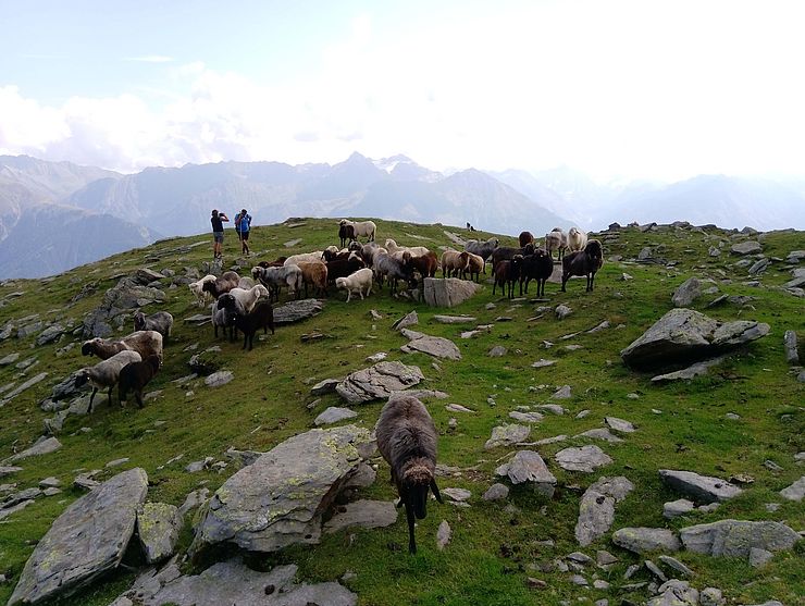 Auf der Umhausener Schafalm fehlen die naturräumlichen Voraussetzungen für Herdenschutzmaßnahmen. Mehr als 530 Schafe beweiden Flächen bis zu 3.000 Meter.