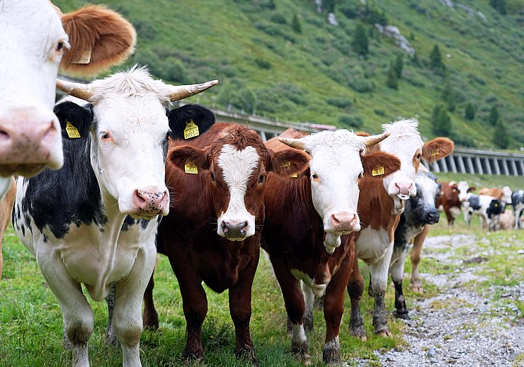 © Land Tirol/Hörmann 6 Kühe nebeneinander, schauen in die Kamera.