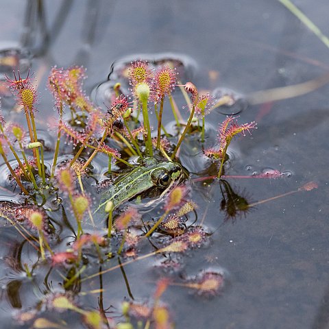 Moorrenaturierung in Kitzbühel
