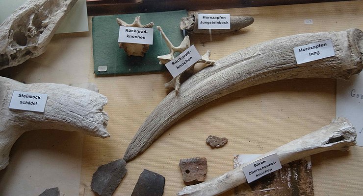 Knochenfunde im "Heimatmuseum"