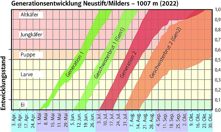 Simulierte Borkenkäfer-Entwicklung in Neustift im Stubaital.