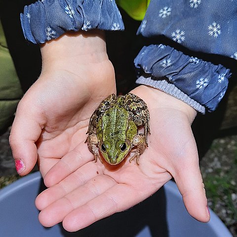 Kind mit Frosch in der Hand