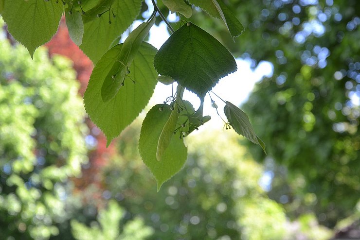 Lindenblatt, CloseUp
