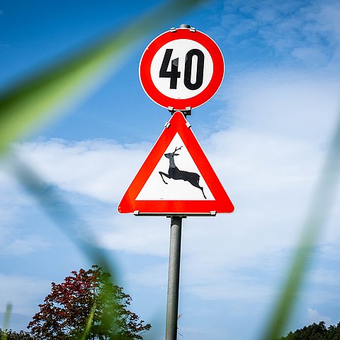 Wildwechselschild neben der Straße