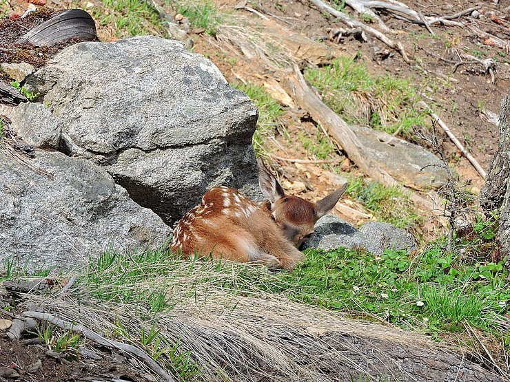 © Benedikt Kolp ein gut getarntes Rotwildkalb zusammen gekauert unter einem Stein