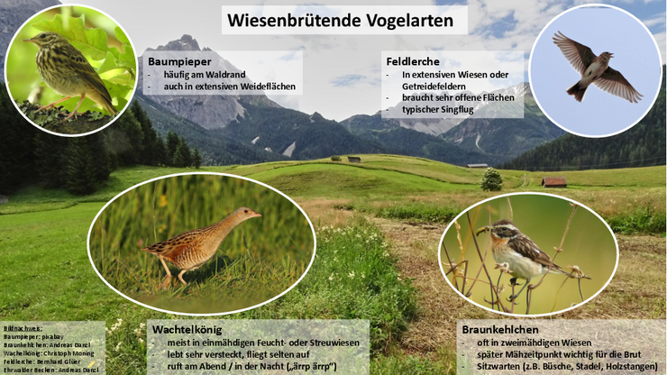 Wiesenbrütende Vogelarten