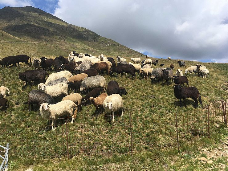 Die verhältnismäßig kleine Privatalm ist bereits eingezäunt und hätte gute Voraussetzungen für einen Schutz der 134 Schafe, die zwischen 1.900 und 2.200 Metern Seehöhe weiden.
