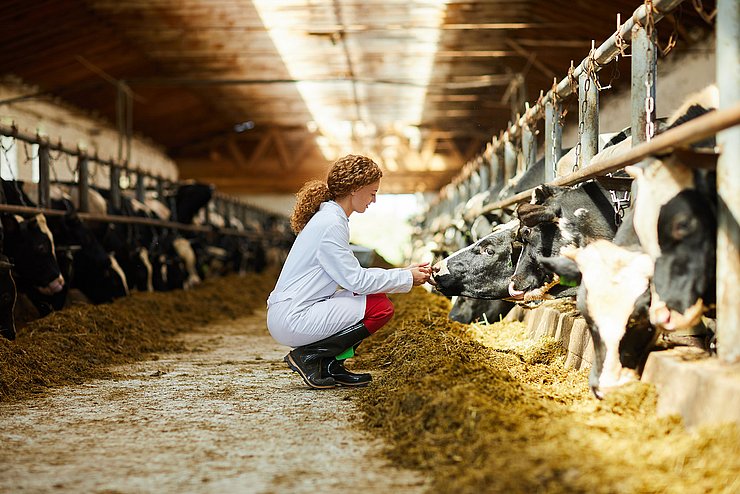 Tierärztin hockt in einem Stall vor Kühen