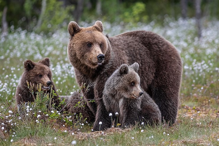 ein Braunbär-Weibchen steht mit ihren drei Jungen auf einer Wiese