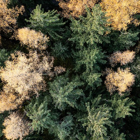 � Land Tirol/S. Rainer Tiroler Wald schafft Wert – als Schutzschild, Wirtschaftsraum und kritische Infrastruktur
