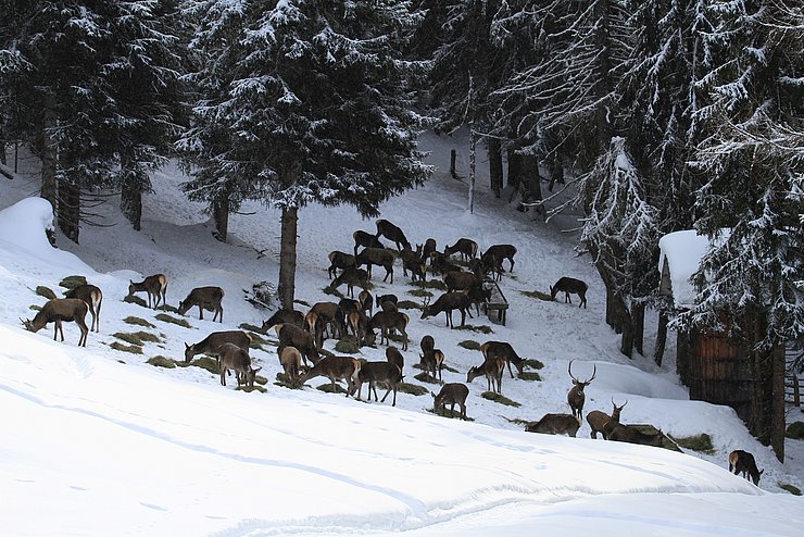 Ein Großteil des Rotwilds benötigt im Winter Zusatzfutter.