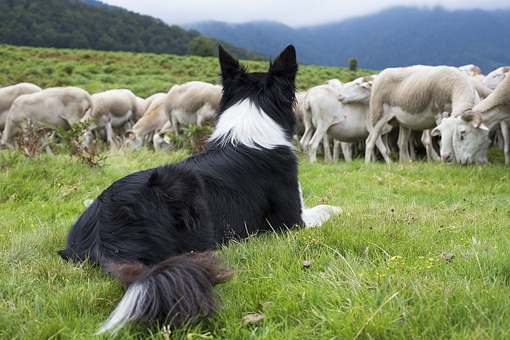 ein Border Collie sitzt wachsam vor einer Herde weißer Schafe