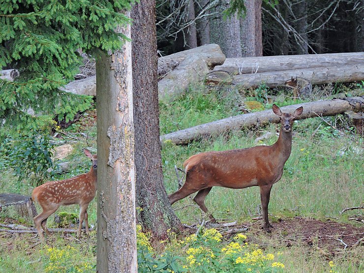 © Benedikt Kolp ein Alttier, das ist ein weiblicher Hirsch, mit ihrem Kalb im lichten Wald