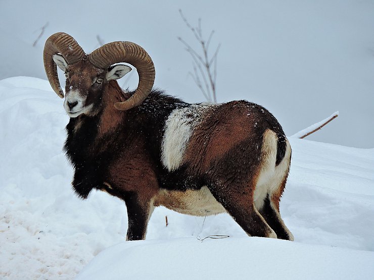 Muffelwidder im Winter