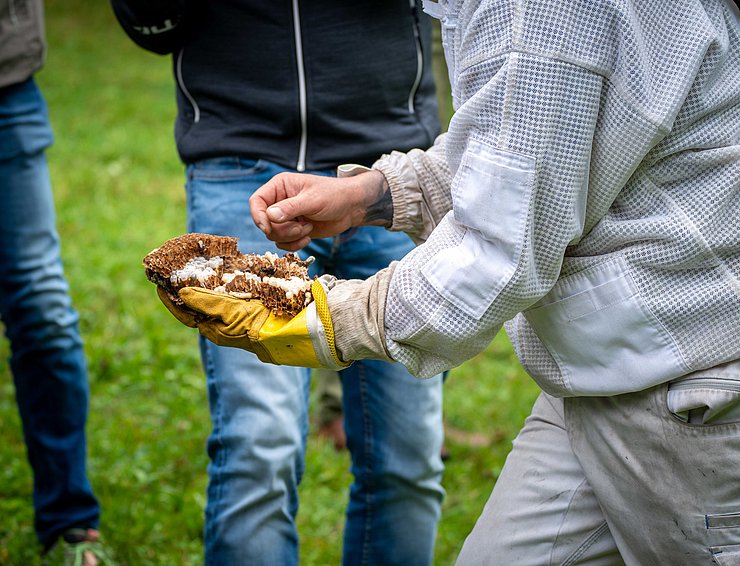 © Land Tirol/Hörmann Nahaufnahme Nest in den Händen des Imkers