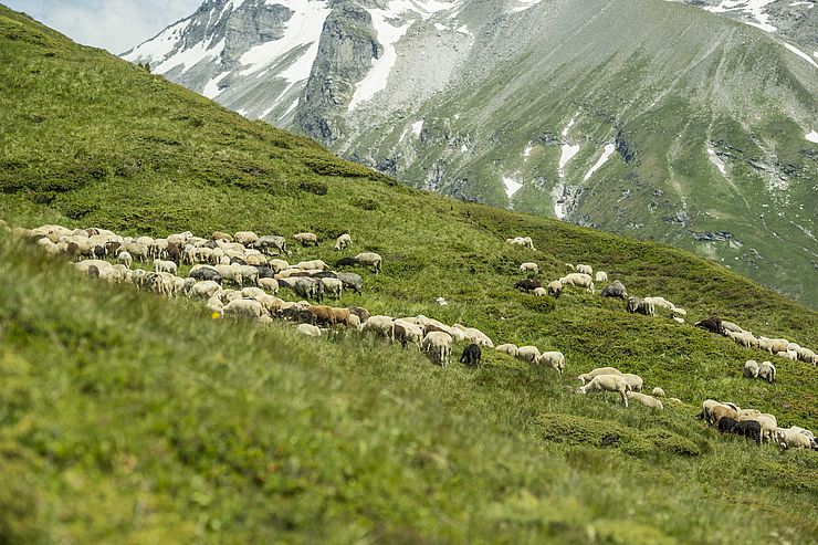 Ein weitläufiges, hochalpines Gelände, inhomogene Herden sowie eine starke touristische Frequenz sind begrenzende Faktoren beim Herdenschutz. 