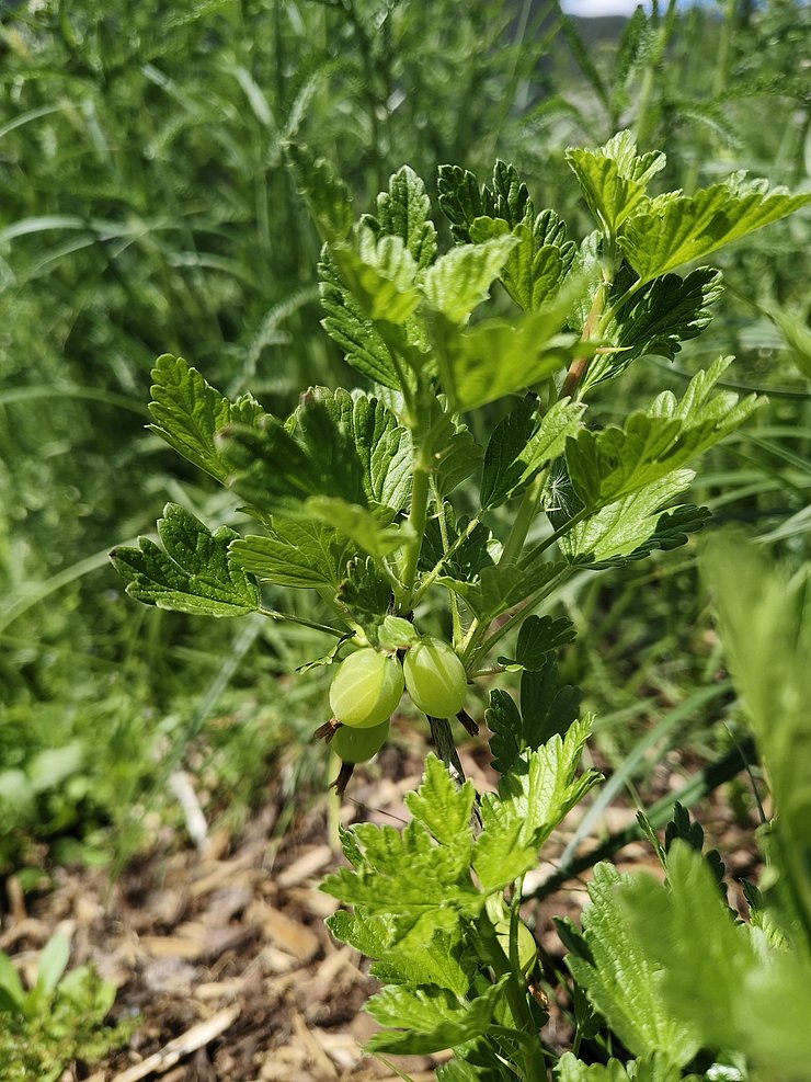 Das Foto zeigt eine Stachelbeerenpflanze an der eine Frucht wächst.