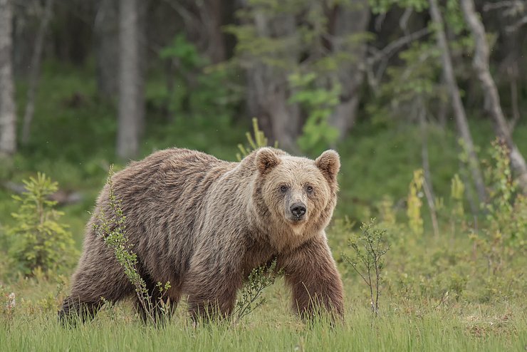 Braunbär geht auf einer Wiese.