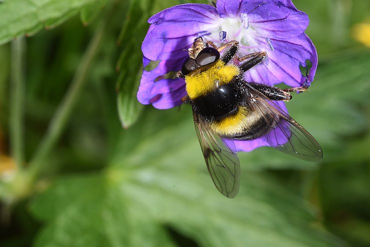 Hummel auf lila Blüte