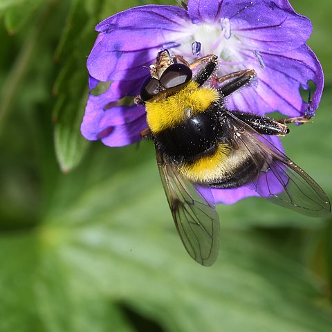 Bienenähnliches Insekt auf lila Pflanze