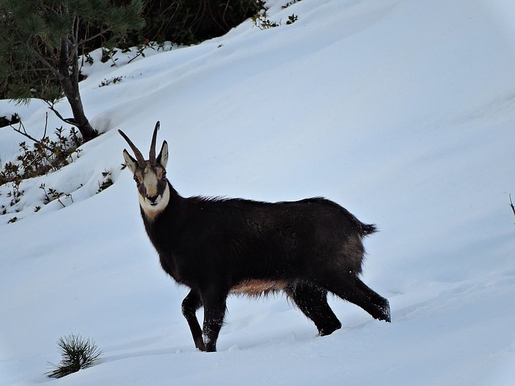 © Benedikt Kolp ein kapiteler Gamsbock in der Winterdecke auf verschneitem Gelände