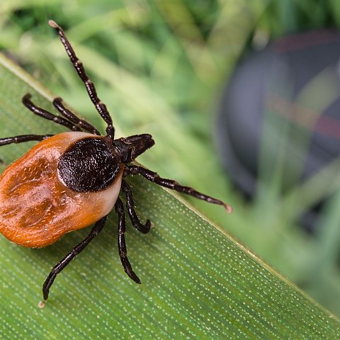 Im Herbst: Weiterhin Zeckenrisiko