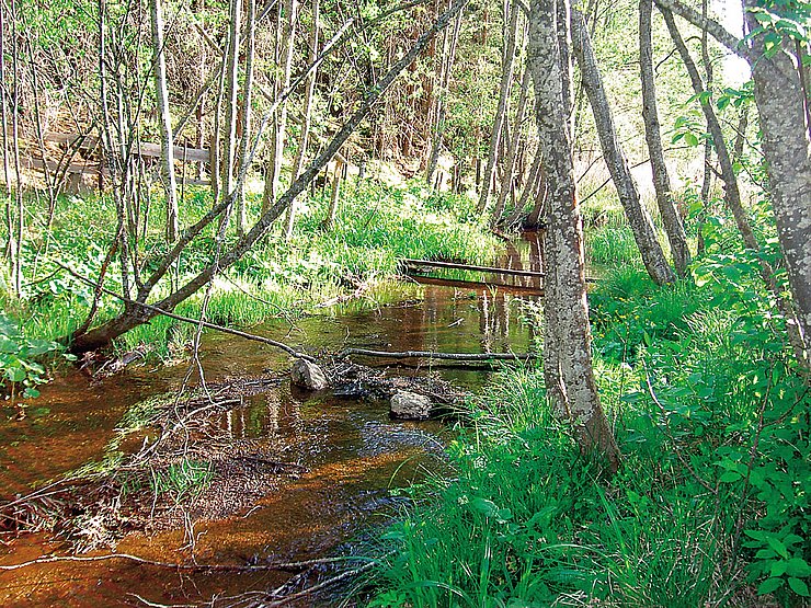 Naturnahes Fließgewässer mit Ufergehölzsaum