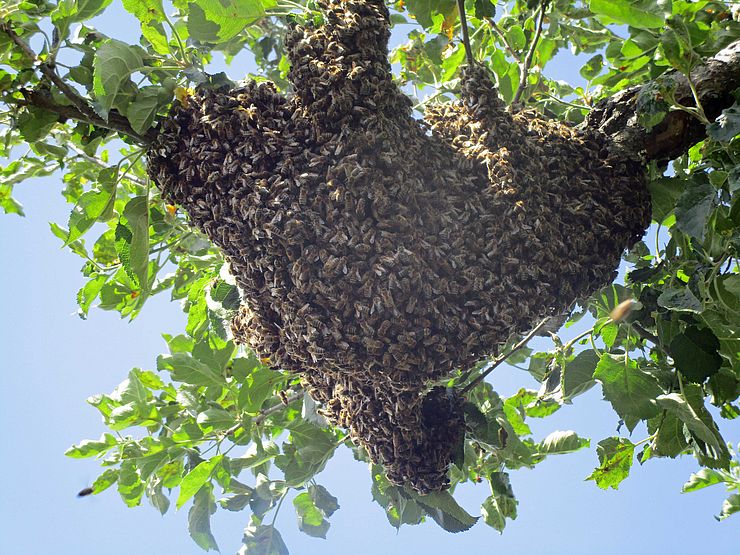 Ein ausgeflogener Bienenschwarm ist an sich ungefährlich und wird von den ImkerInnen wieder eingefangen. Die Landeswarnzentrale informiert die örtlichen VertreterInnen.