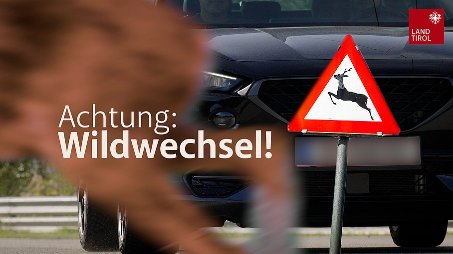 © Land Tirol/Marco Christanell „Achtung Wildwechsel“: Erhöhtes Unfallrisiko im Straßenverkehr