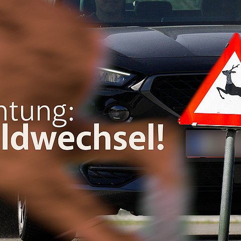Achtung: Wildwechsel