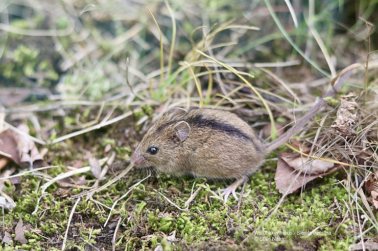 Maus