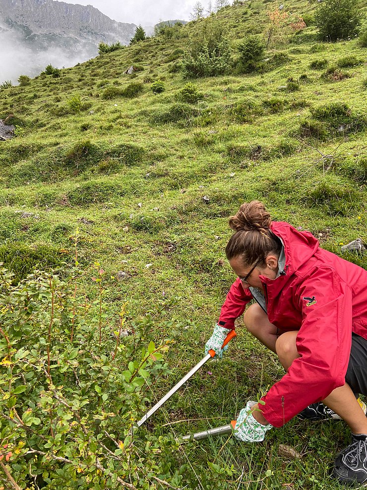 Frua schneidet Busch mit Heckenschere auf Alm