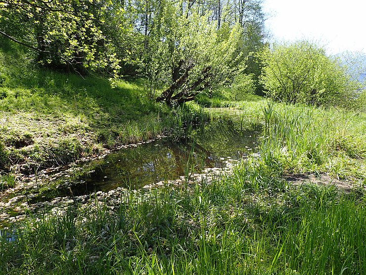 Teich in grüner Natur