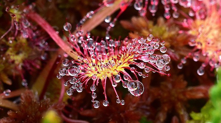 Pflanze mit Wasserbläschen