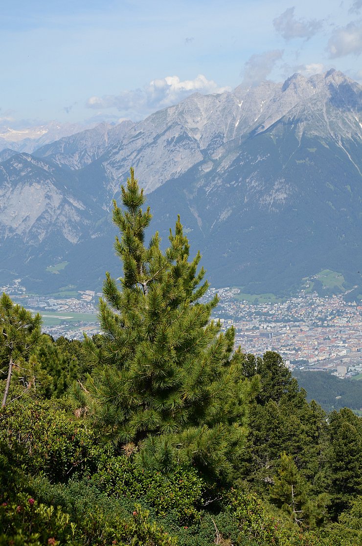 Wald mit Blick auf Stadt Innsbruck 