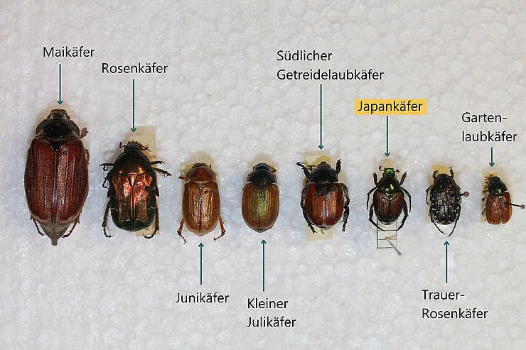 Bild mit verschiedenen heimischen Blatthornkäfern im Vergleich zum Japankäfer