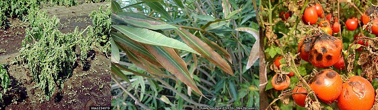 Foto-Collage, das links ein Schadbild der Schleimfäule (Ralstonia solanacearum) an Kartoffel zeigt, zu sehen sind Welkesymptome. In der Mitte sind die Schadsymptome vom Feuerbakterium (Xylella fastidiosa) bei Oleander sichtbar, man sieht Blattrandnekrosen. Rechts sind die Symptome der raut- und Knollenfäule (Phytophtora infestans) an Tomate sichtbar, die Tomaten sind nekrotisch. 