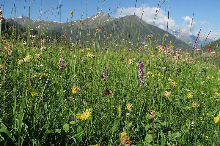 © @Land Tirol / Daniela Wagner Artenreiche Wiese, Pfundser Tschey