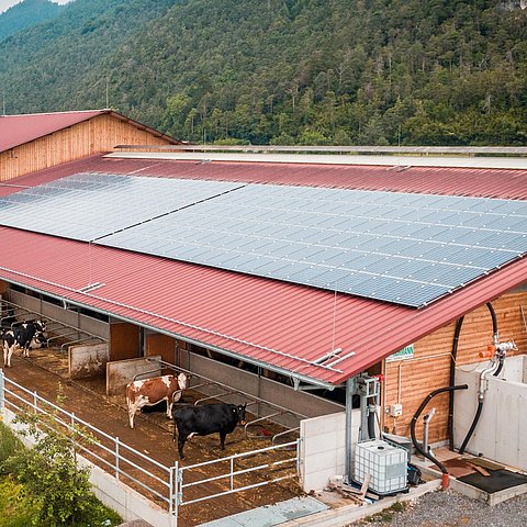 Der Stall eines Bauernhofes mit Vordach, unter dem Kühe stehen. Das Dach trägt PV-Elemente zur Gewinnung von Sonnenstrom.