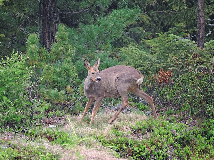 © Benedikt Kolp eine tragende Rehgeiß im Frühjahr auf einer Waldlichtung