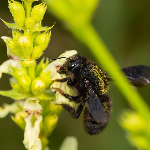Schwarze Mörtelbiene auf Pflanze