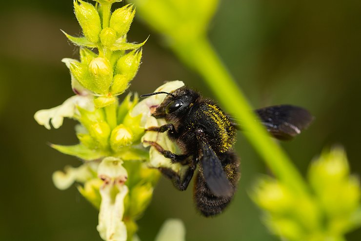 Schwarze Mörtelbiene auf Pflanze